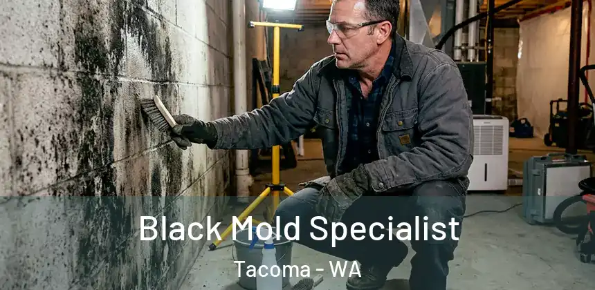  Black Mold Specialist Tacoma - WA